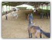 MANEGE 4.JPG
